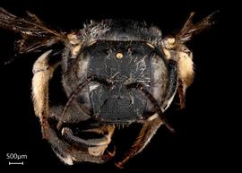   Anthidium banningense nbsp;female face, photo: Tevan Brady 
